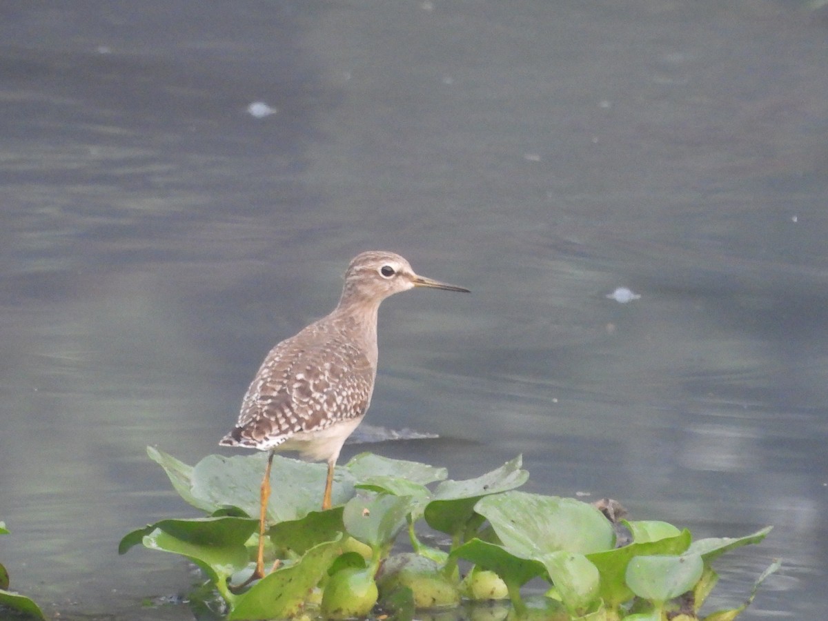 タカブシギ - ML647272760