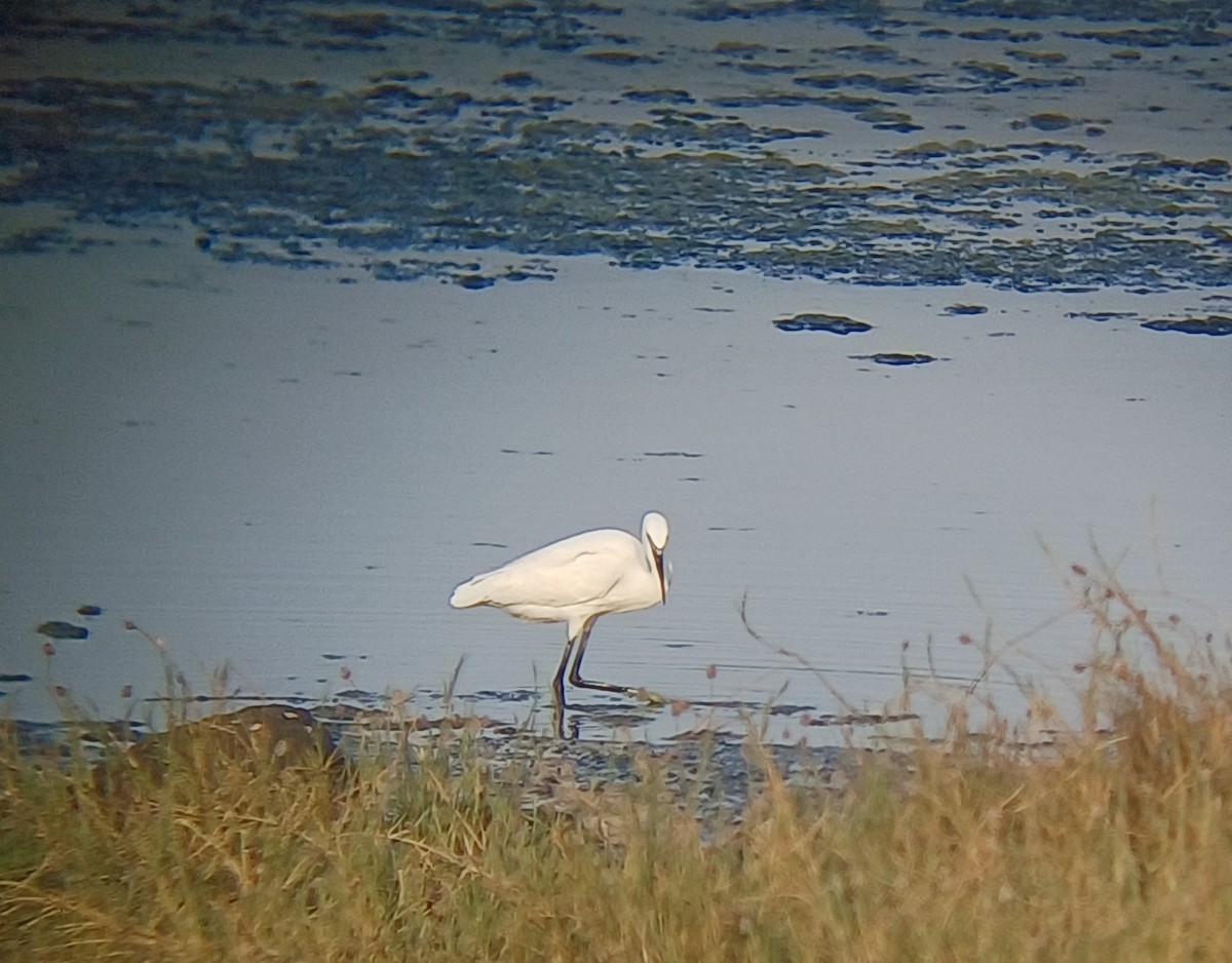 Little Egret - ML647272761