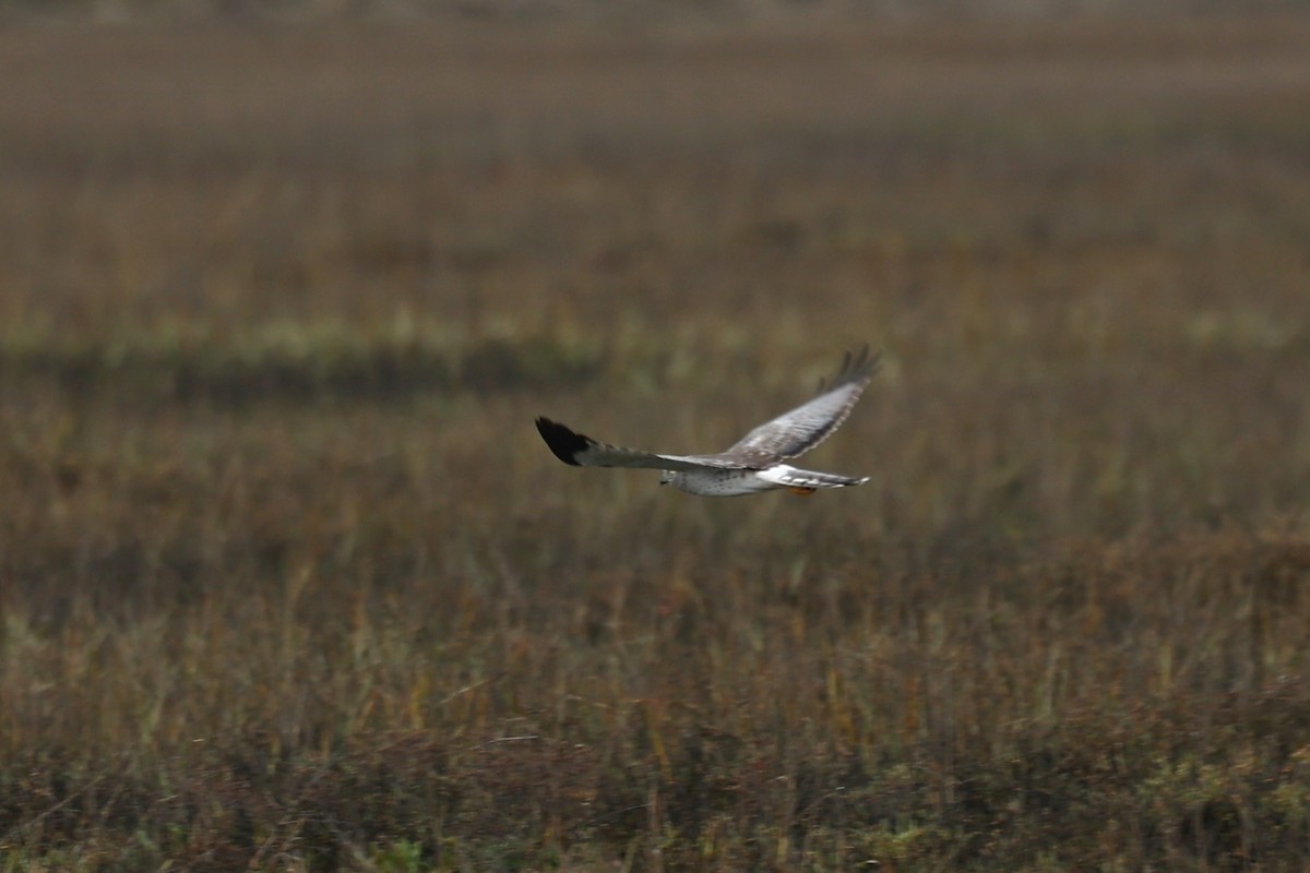 Лунь американський - ML647272763