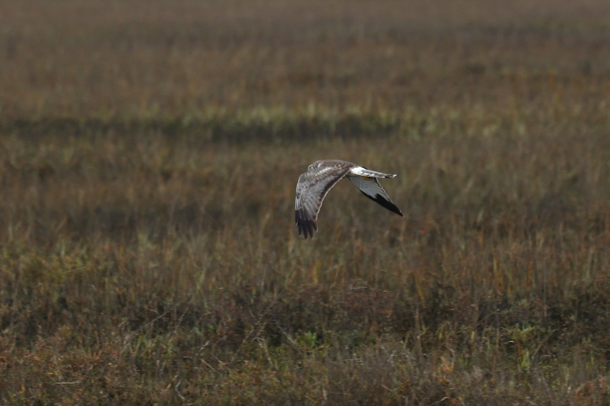 Лунь американський - ML647272764