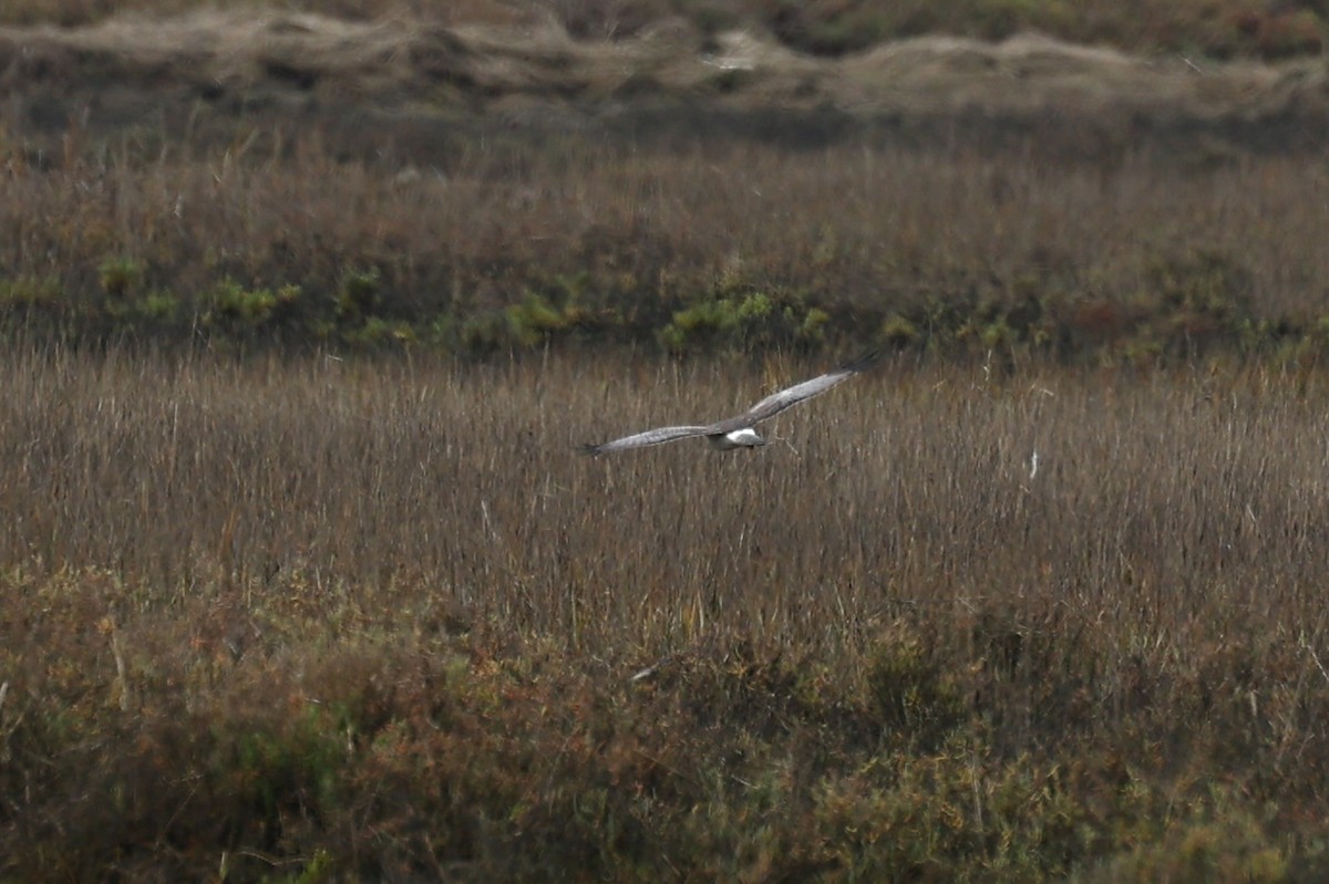 Лунь американський - ML647272765