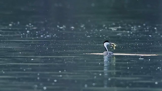 Пірникоза західна - ML647272767