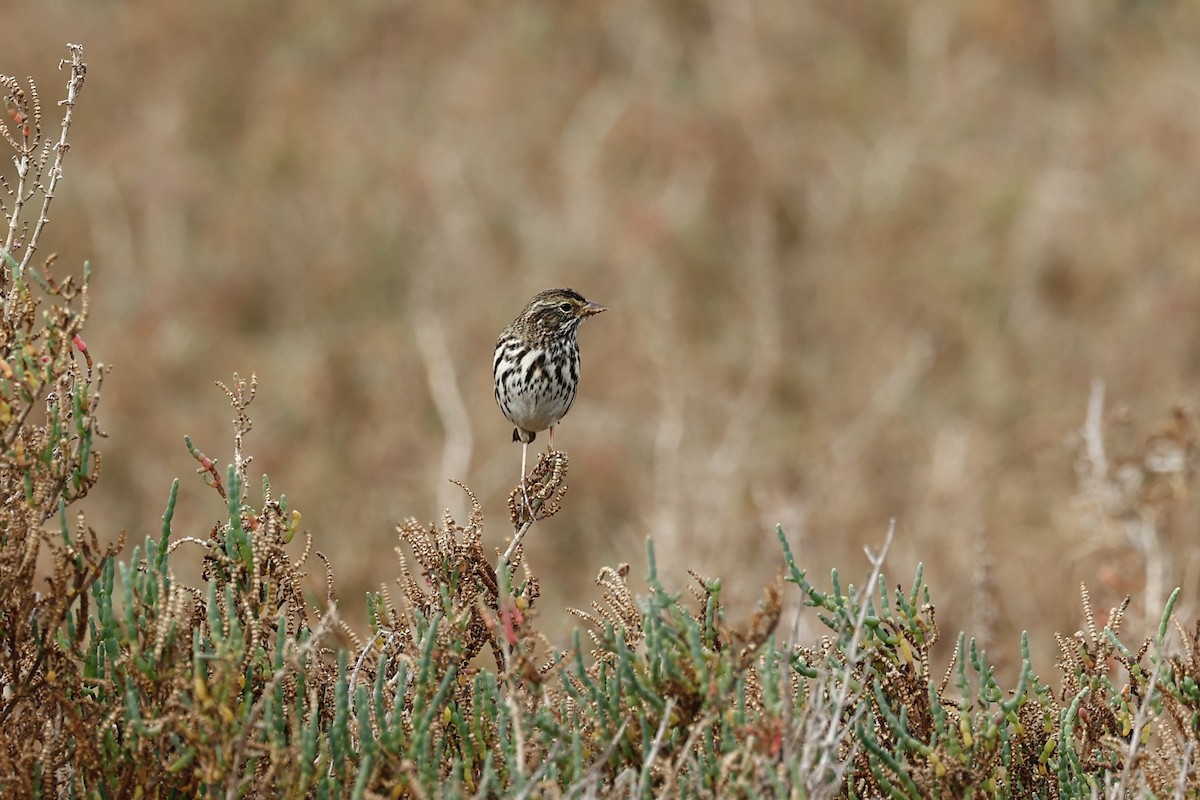 Пасовник савановий [група sandwichensis] - ML647272773