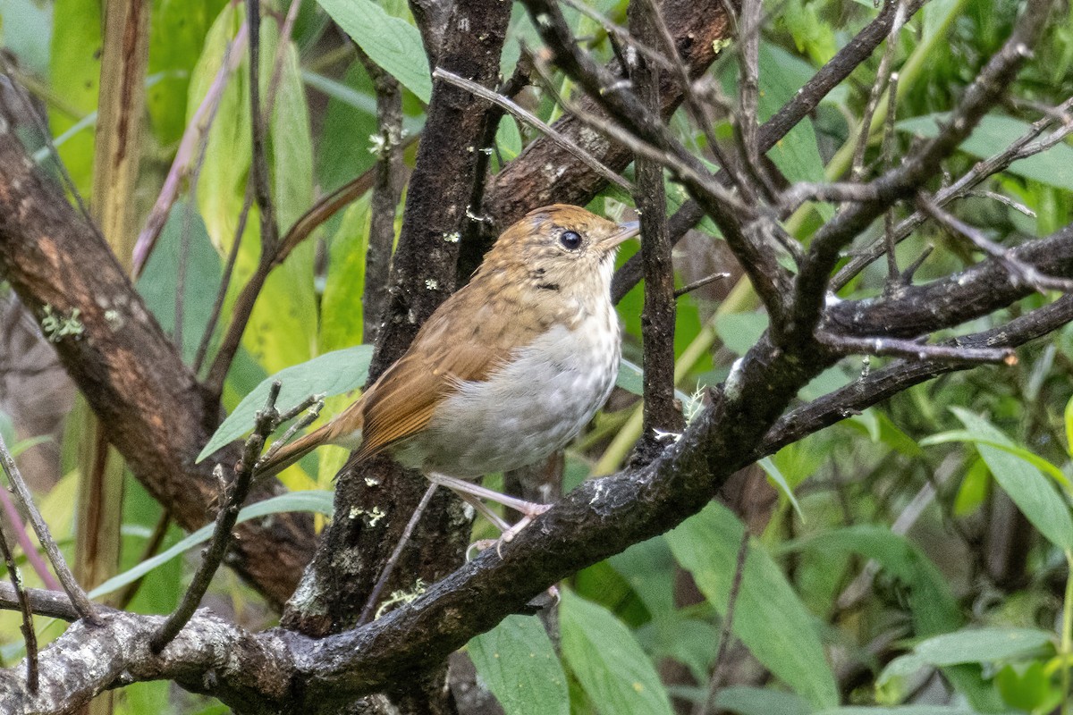 メキシコチャツグミ - ML647272776