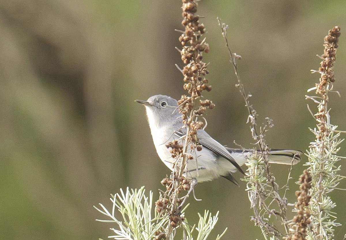 Blue-gray Gnatcatcher - ML647272781