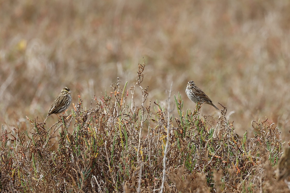 Пасовник савановий [група sandwichensis] - ML647272782
