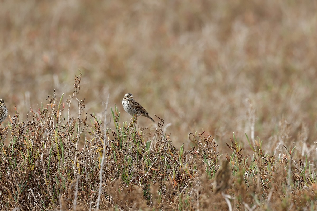 Пасовник савановий [група sandwichensis] - ML647272783