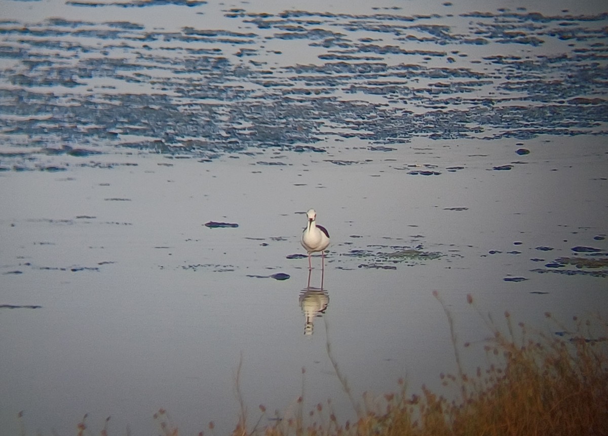 Black-winged Stilt - ML647272787