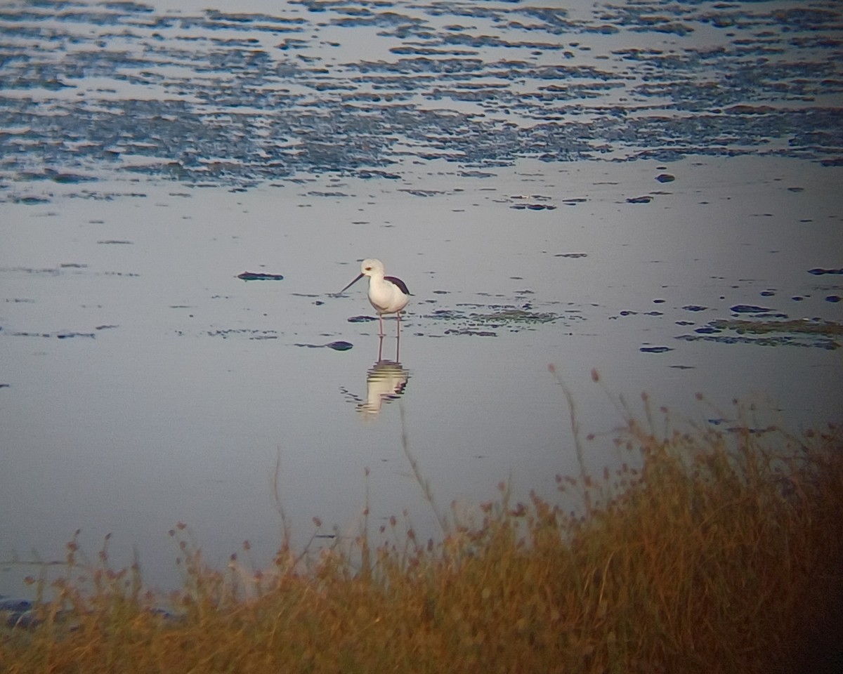 Black-winged Stilt - ML647272788