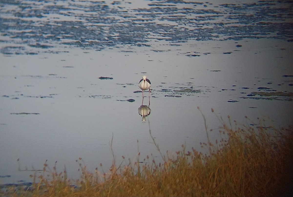 Black-winged Stilt - ML647272789