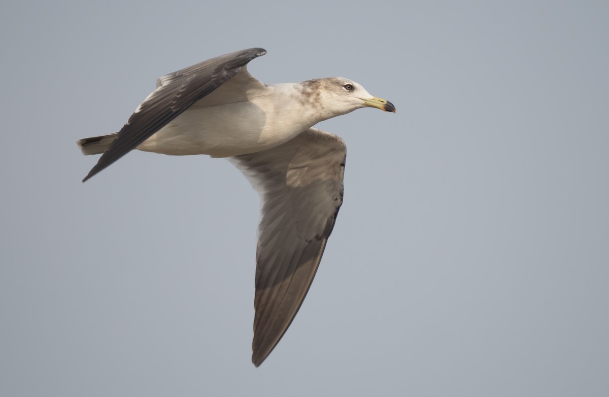 racek východní - ML647272790