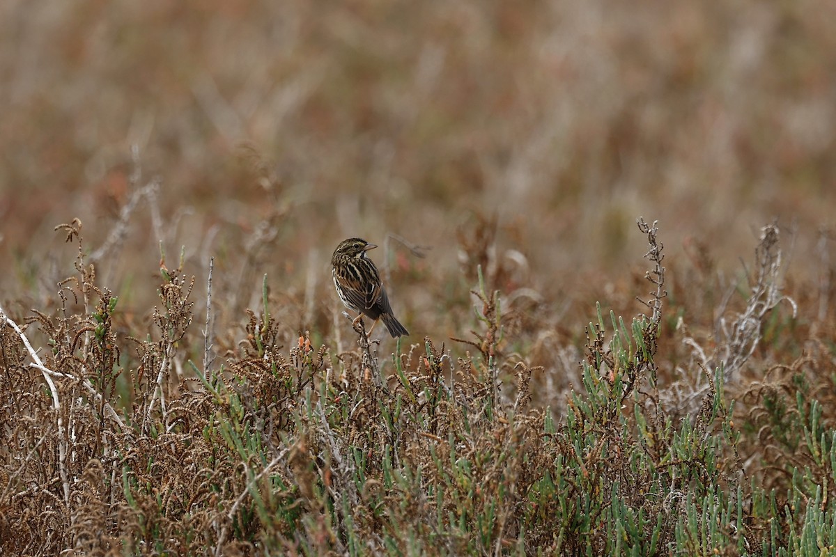 Пасовник савановий [група sandwichensis] - ML647272795