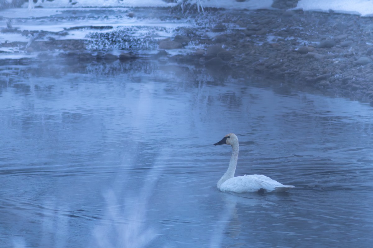 labuť trubač - ML647272809