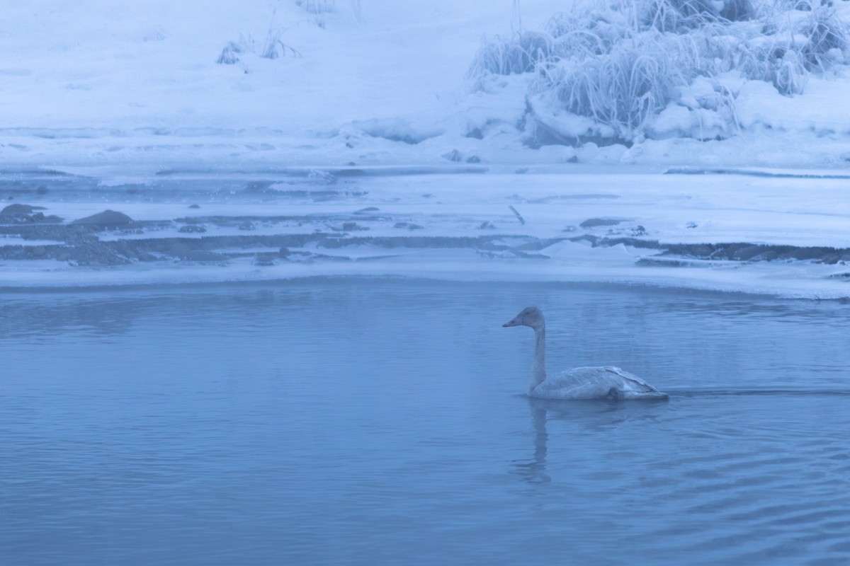 labuť trubač - ML647272811