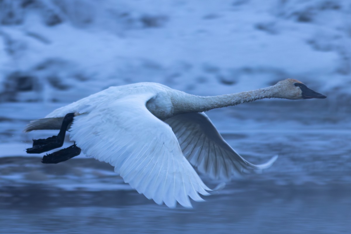 labuť trubač - ML647272816