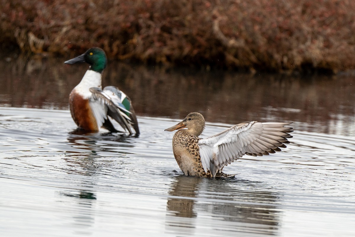 Mestolone - ML647272817