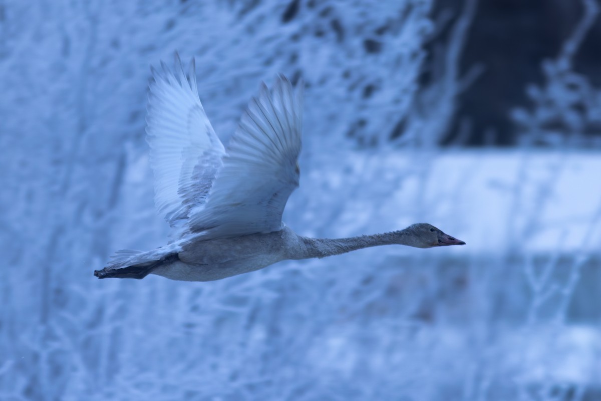 labuť trubač - ML647272822