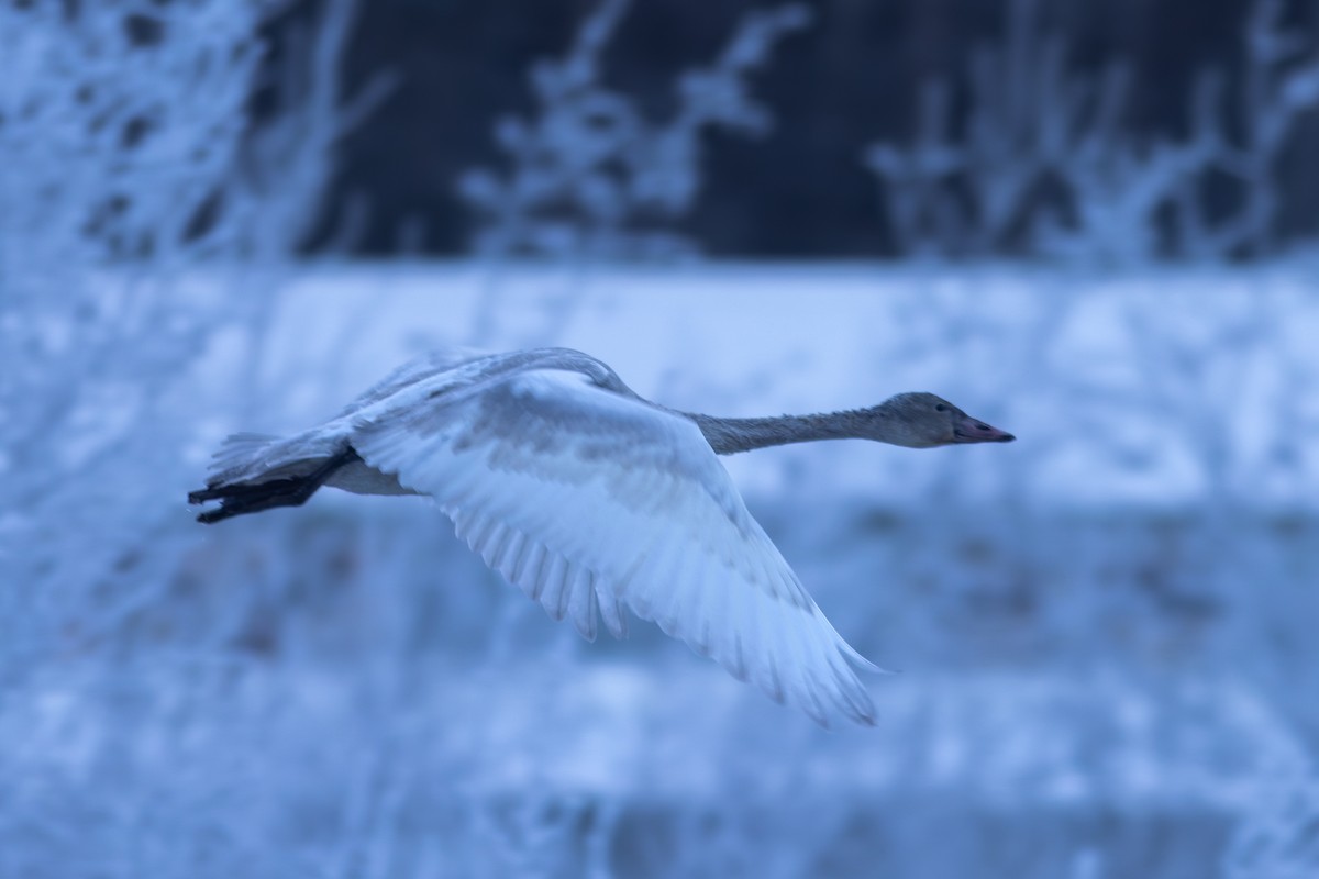 labuť trubač - ML647272824