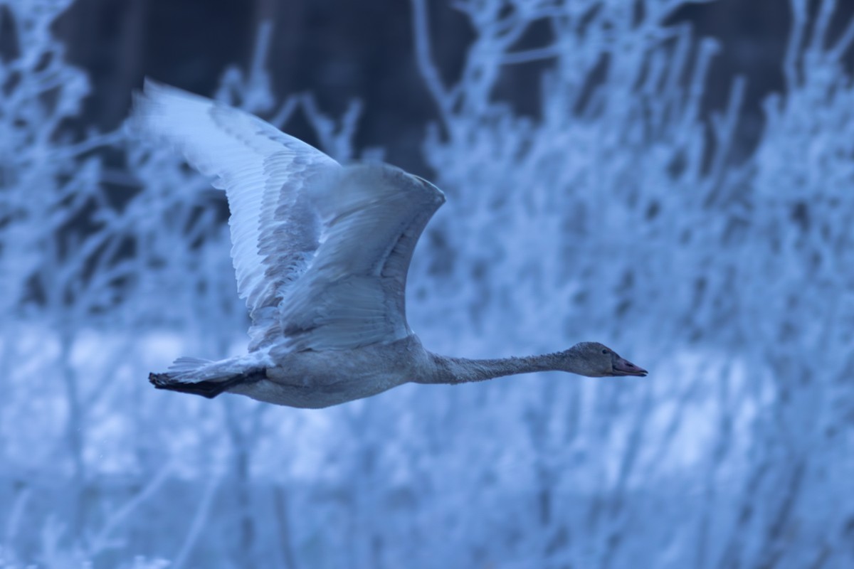 labuť trubač - ML647272836