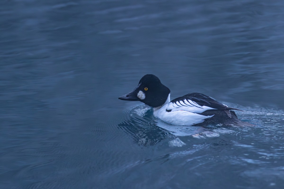 hohol severní - ML647272844