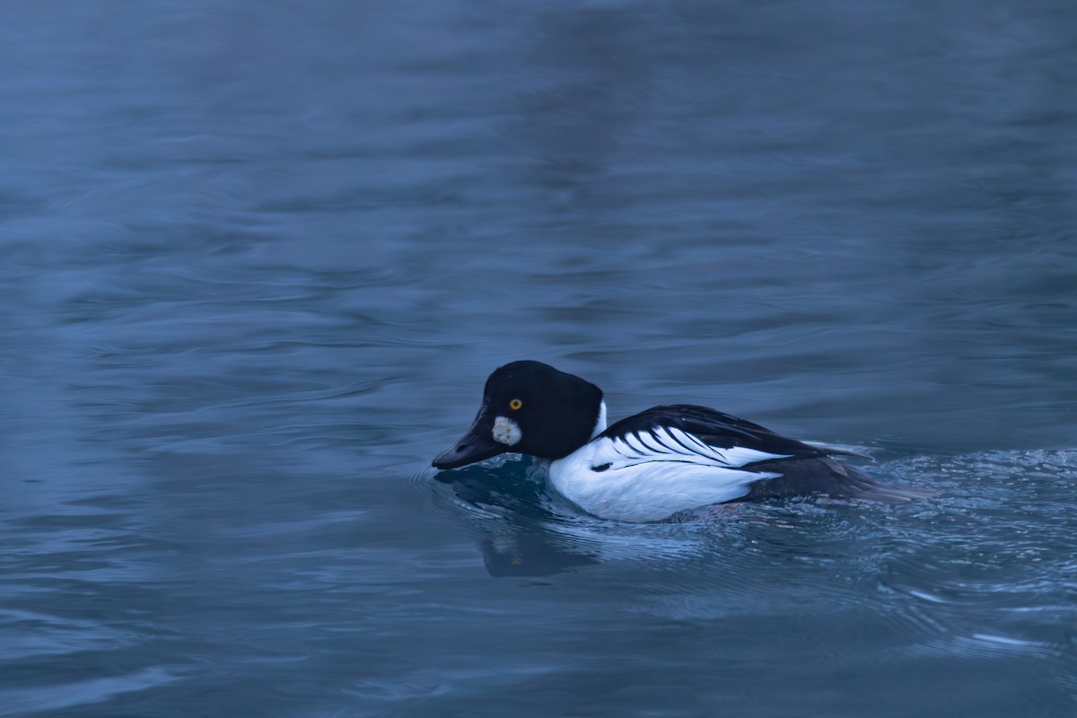 hohol severní - ML647272846