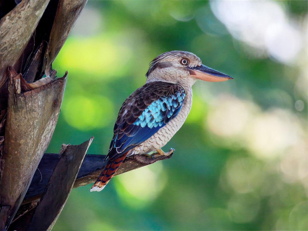 Blue-winged Kookaburra - ML647272854