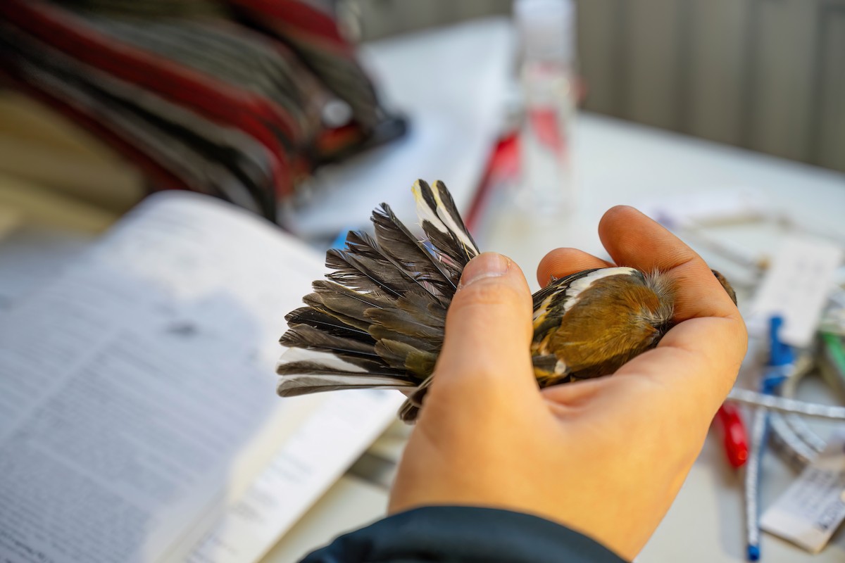 Common Chaffinch - ML647272855