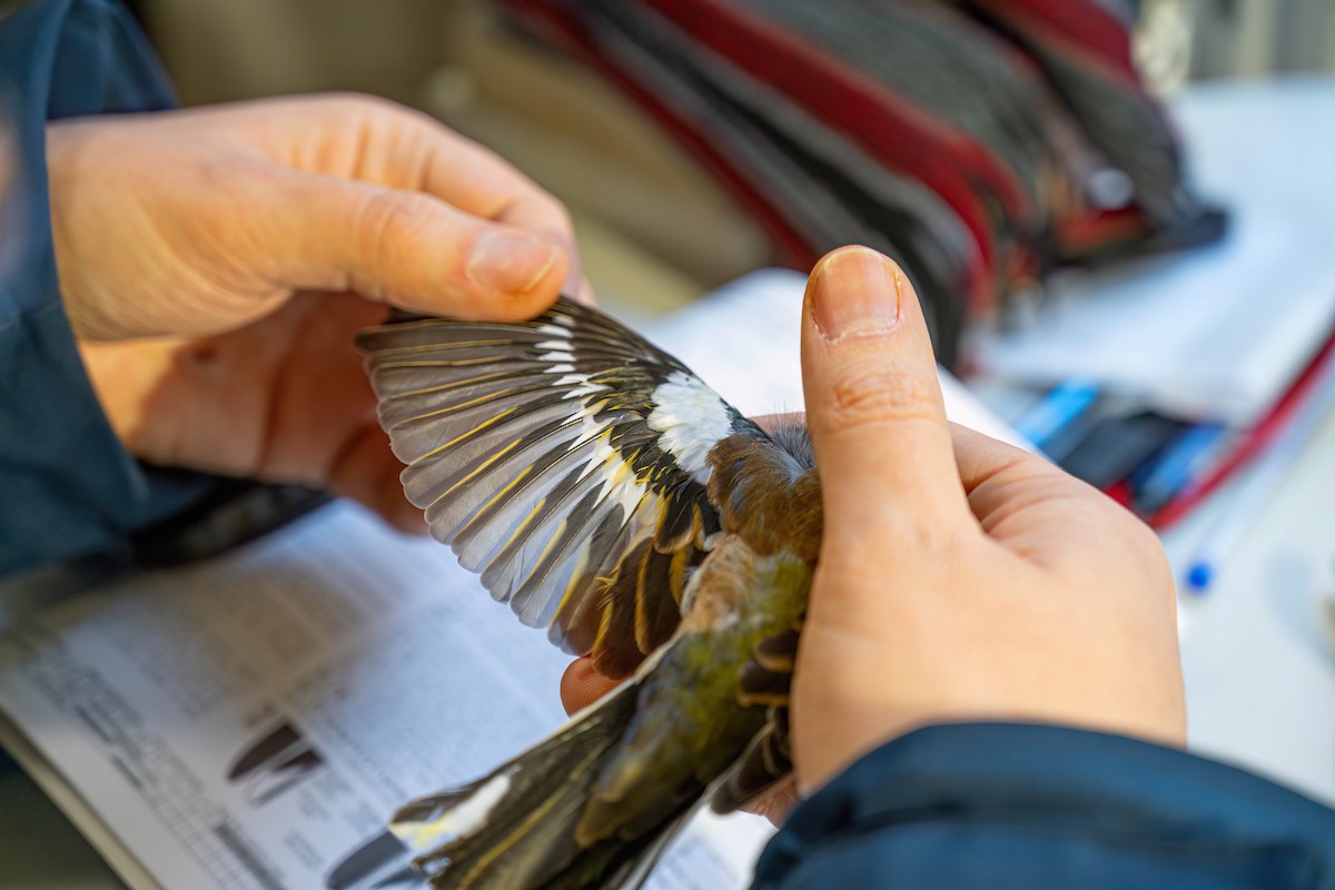 Common Chaffinch - ML647272856