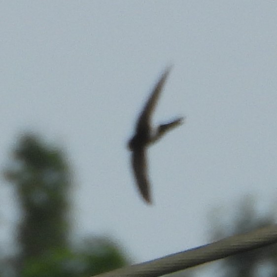 House Swift - ML647272858