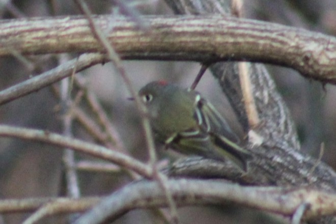 Ruby-crowned Kinglet - ML647272863