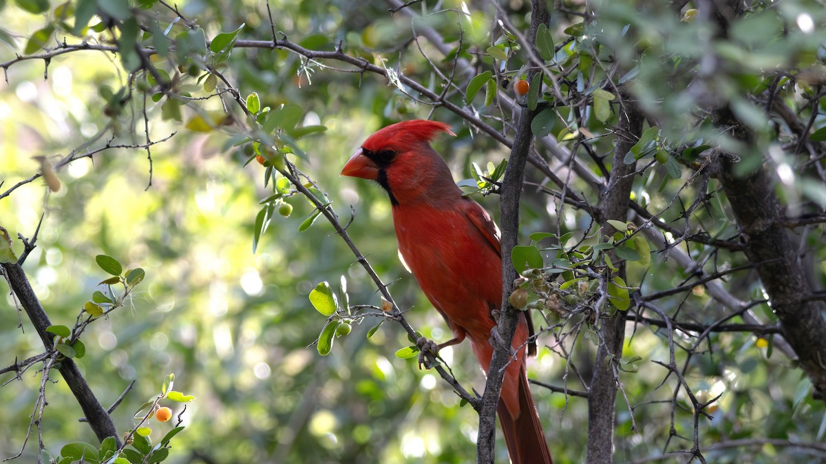 Cardinal rouge - ML647272869
