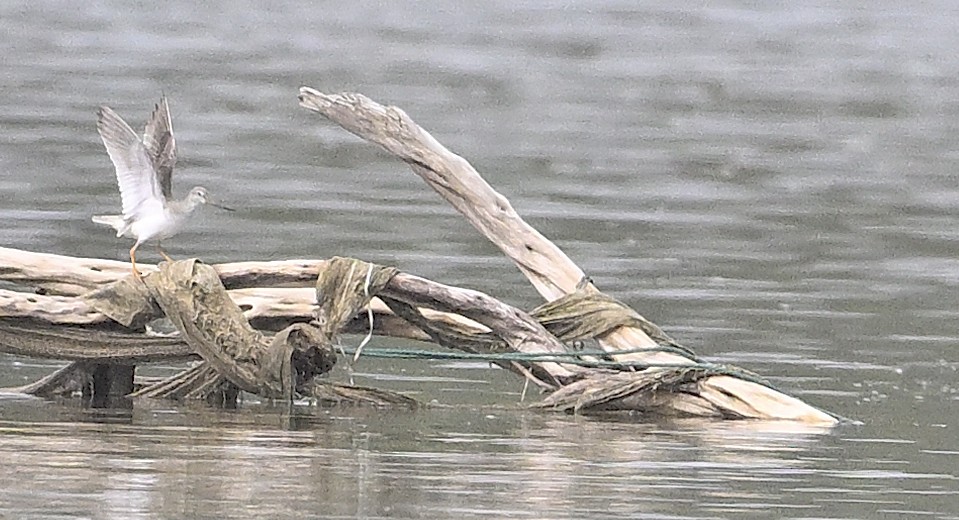 ソリハシシギ - ML647272871