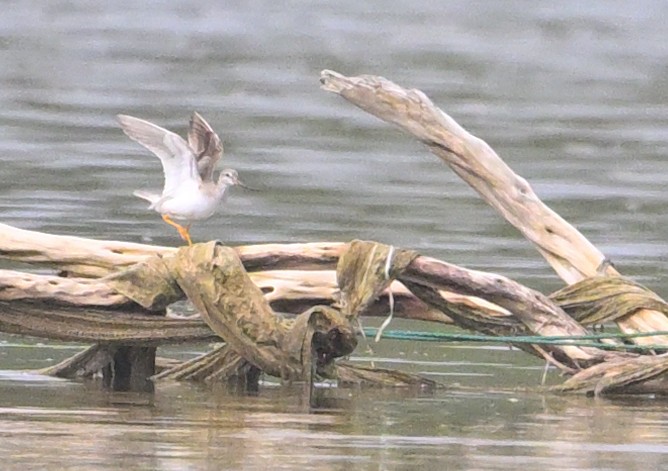 ソリハシシギ - ML647272872