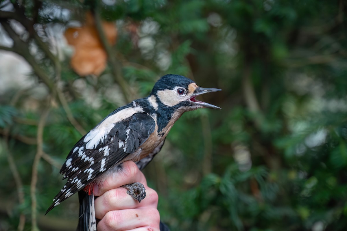 Great Spotted Woodpecker - ML647272874