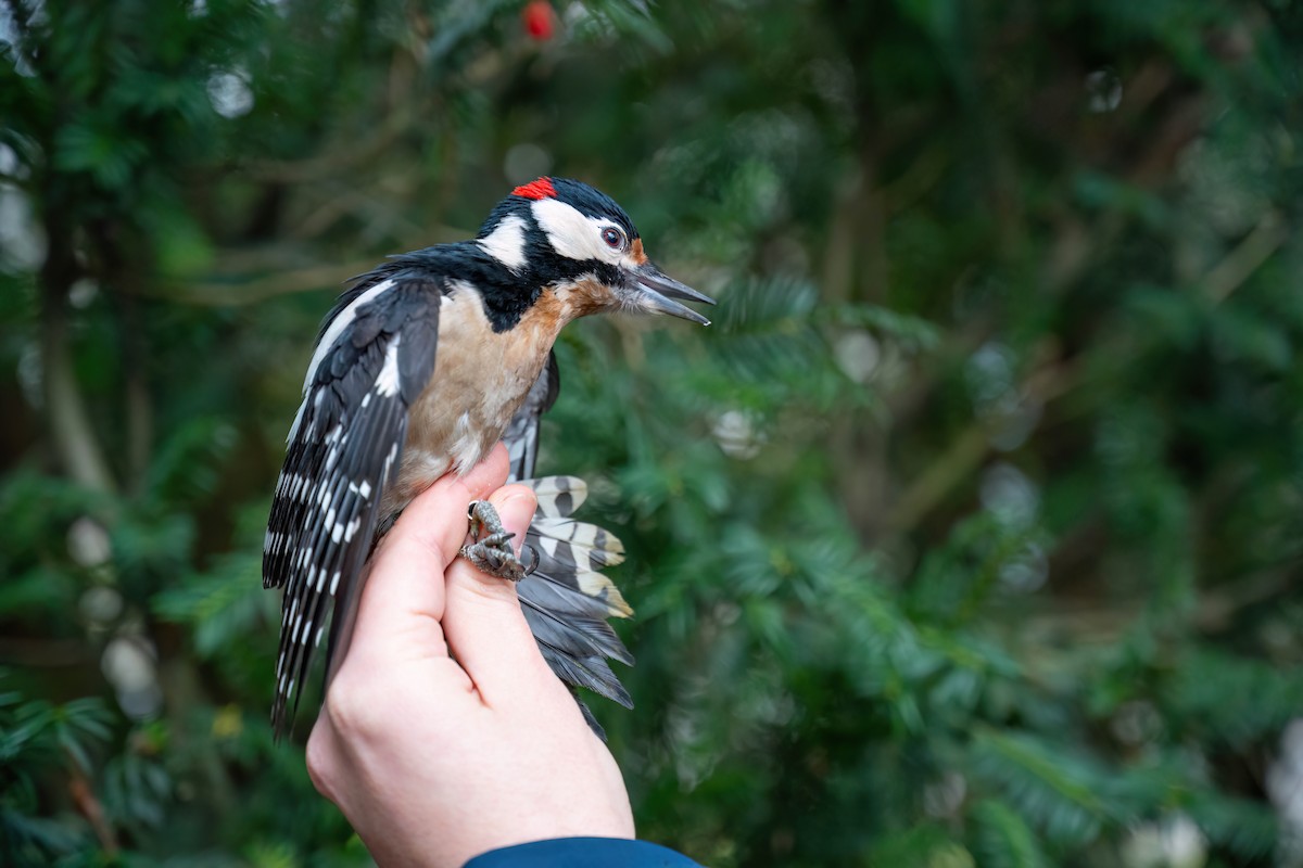 Great Spotted Woodpecker - ML647272875