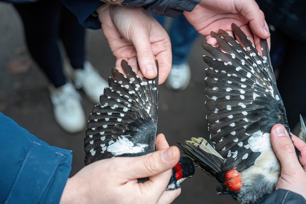Great Spotted Woodpecker - ML647272876