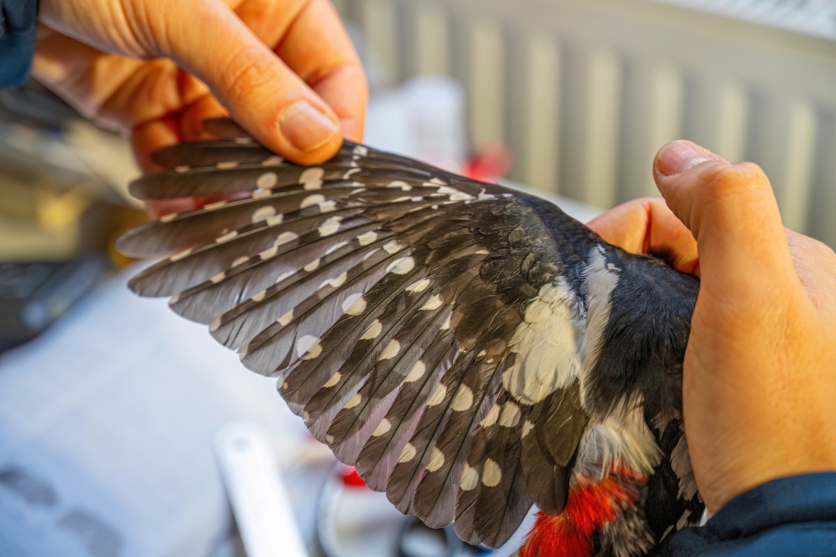 Great Spotted Woodpecker - ML647272877