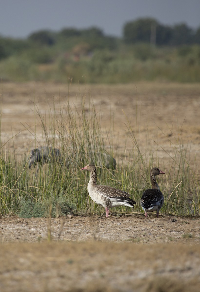 husa velká - ML647272878