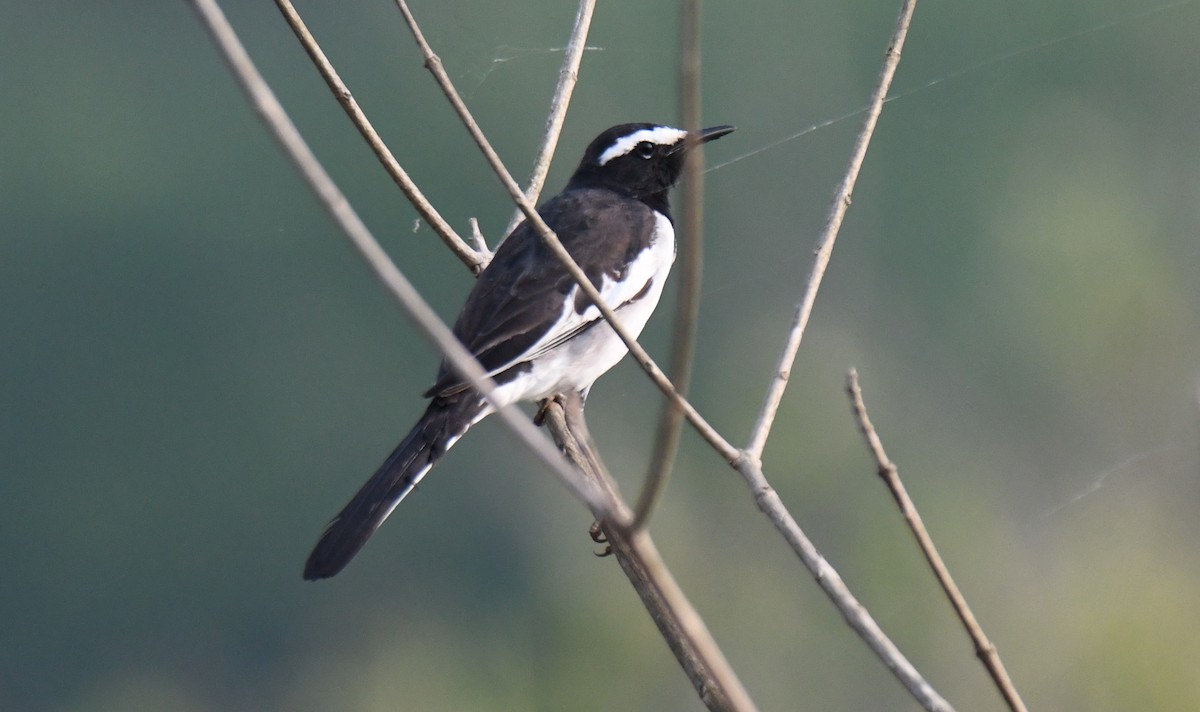 Lavandera India - ML647272882