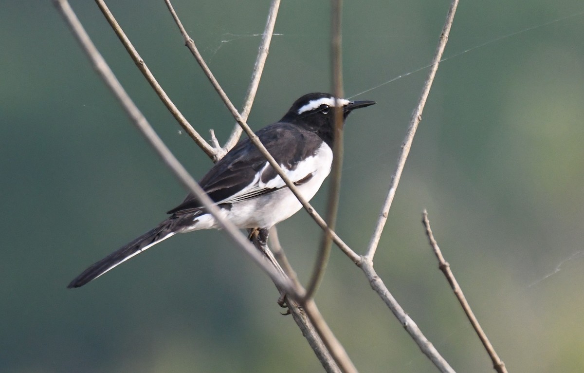 Lavandera India - ML647272887