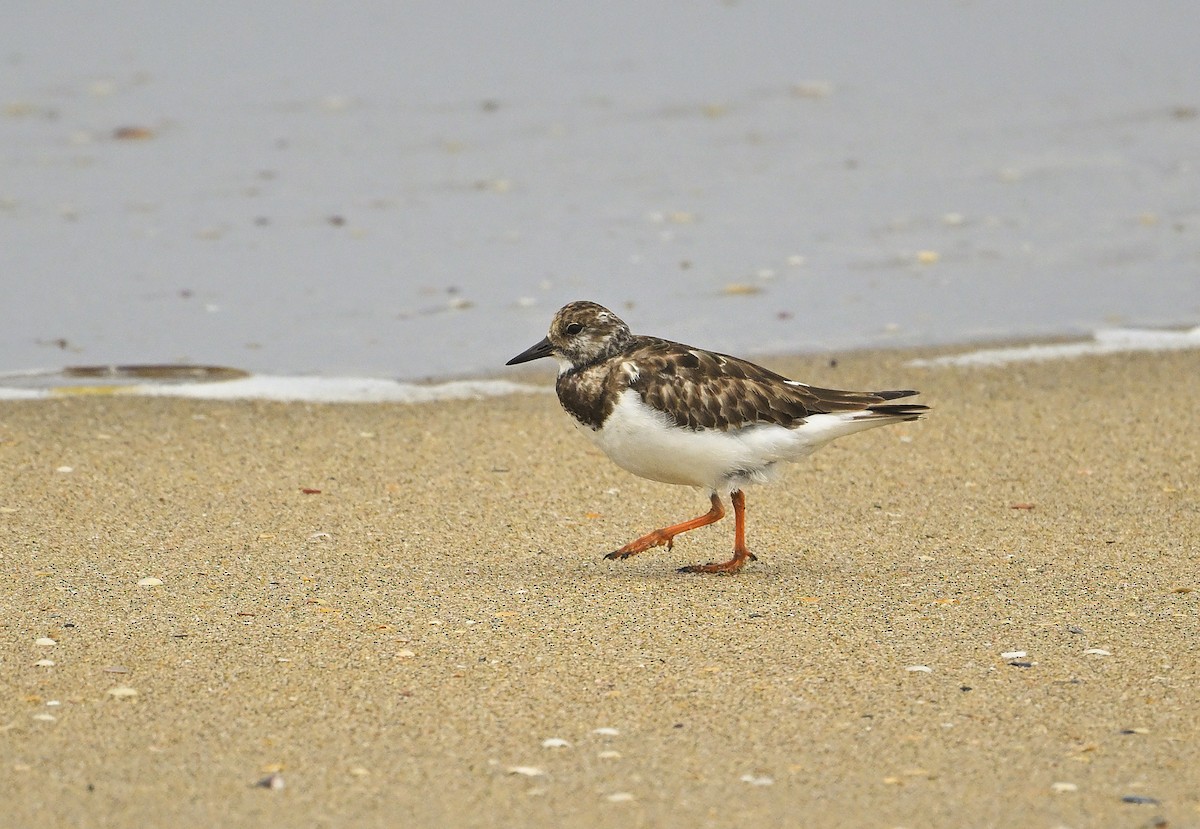 Steinwälzer - ML647272888