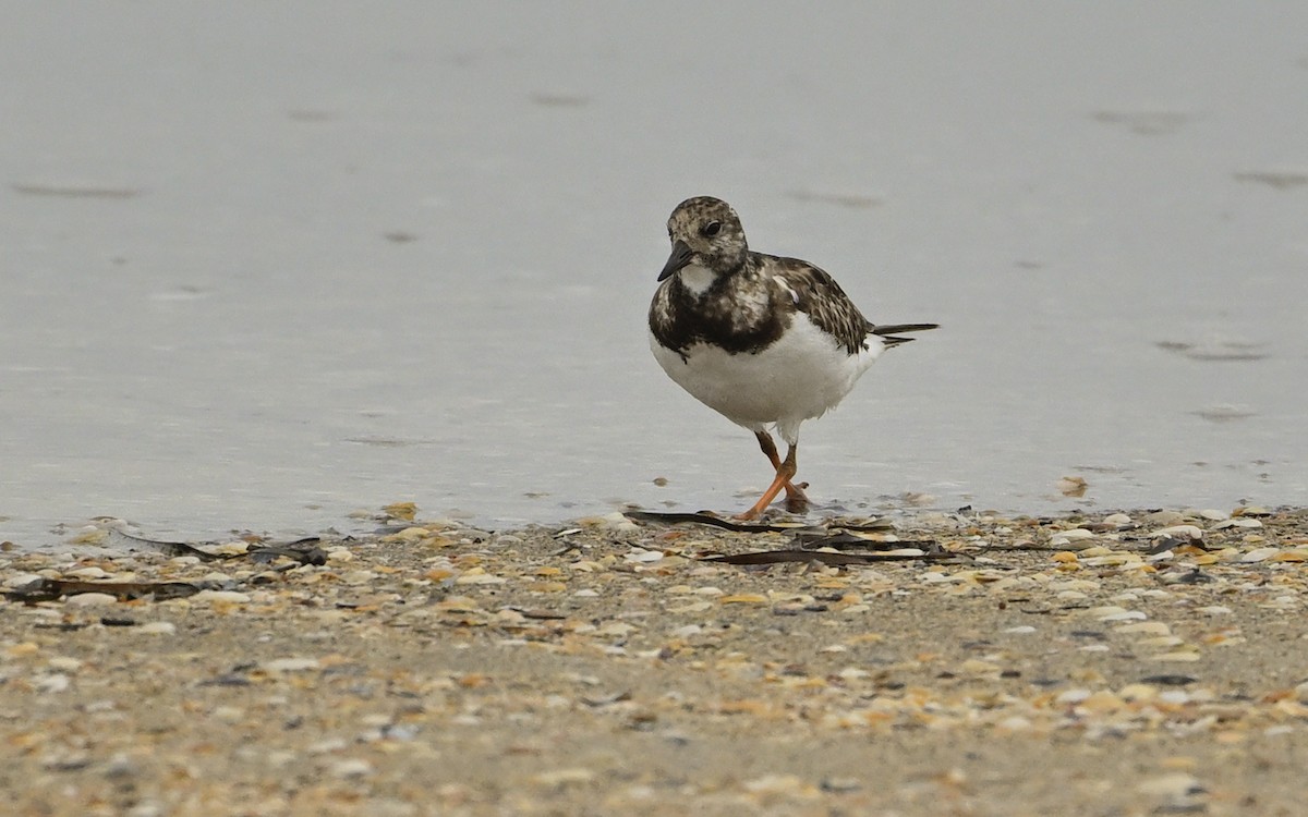 Steinwälzer - ML647272889