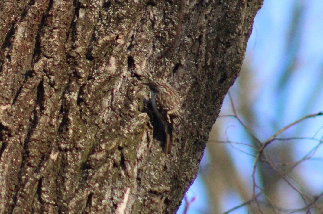 Brown Creeper - ML647272891