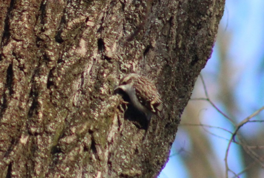 Brown Creeper - ML647272892