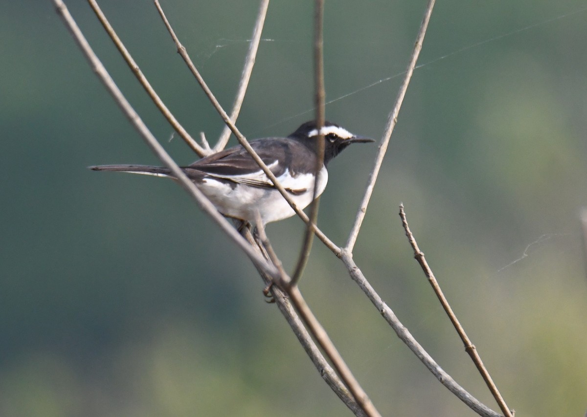 Lavandera India - ML647272893