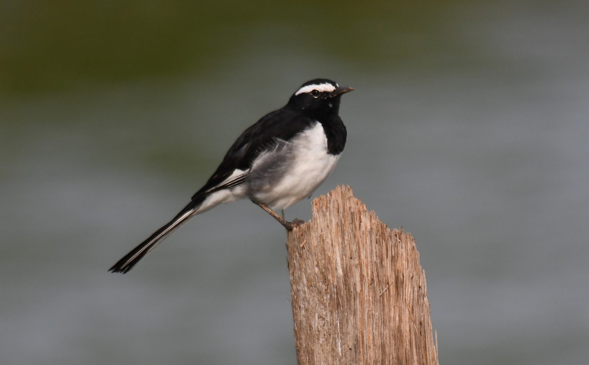 Lavandera India - ML647272896