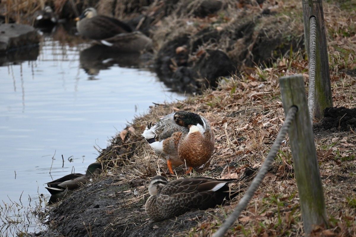 stokkand (domestisert) - ML647272903