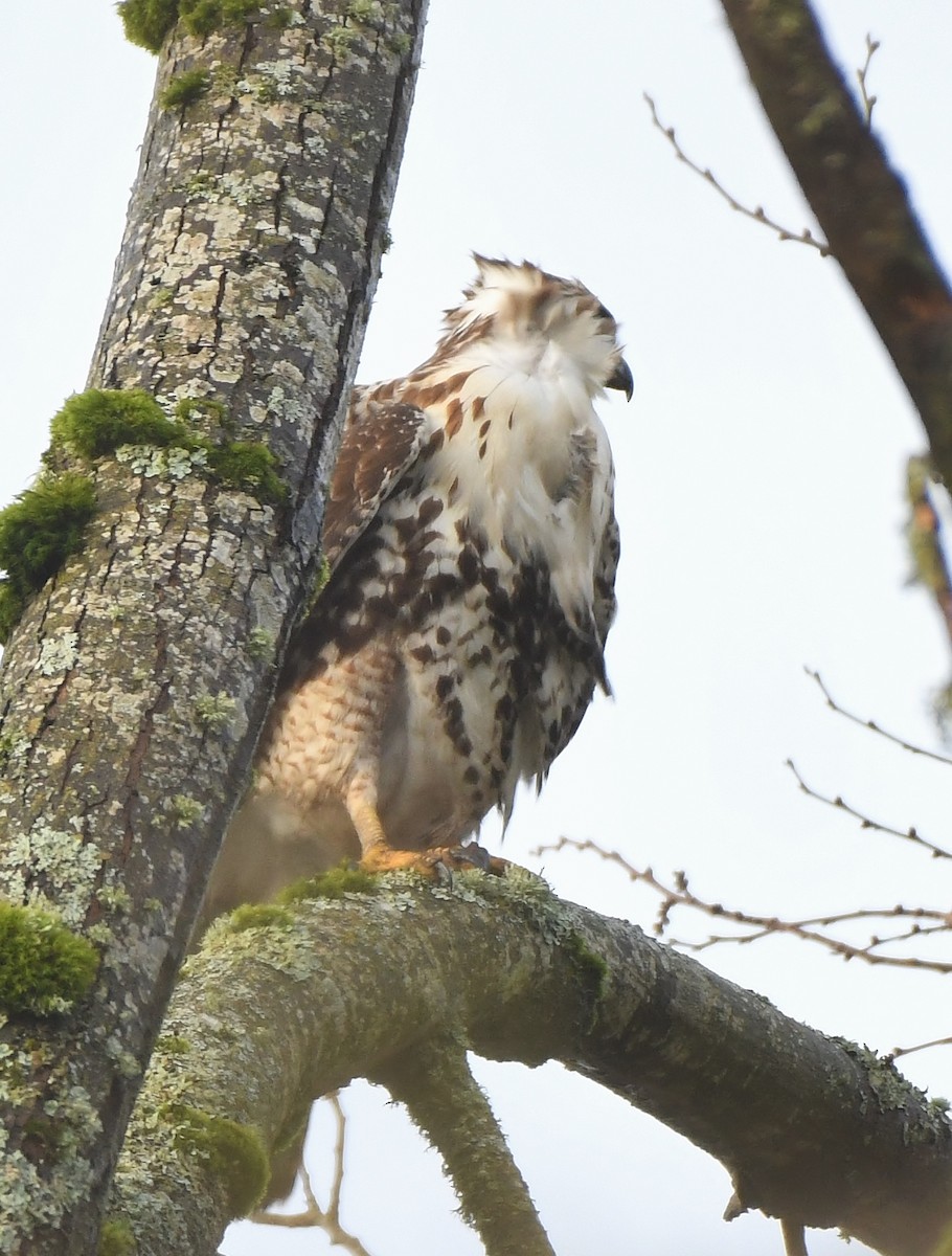 Zapelatz buztangorria - ML647272905