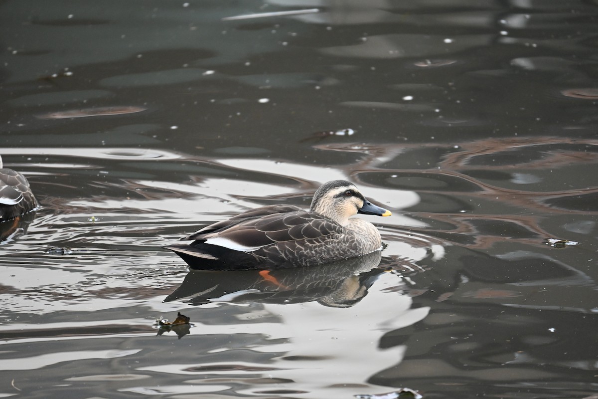 kinaand - ML647272910