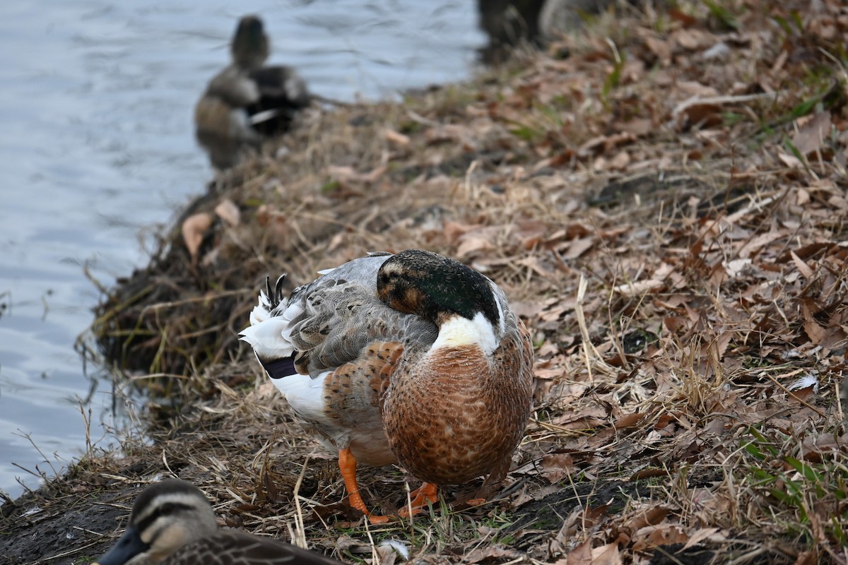 stokkand (domestisert) - ML647272914